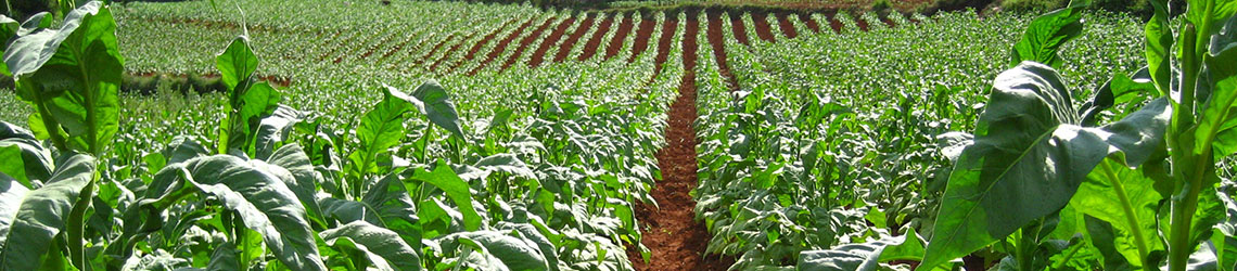tobacco-industry-authentication-solutions-south-africa-johannesburg-capetown-portelizabeth-durban